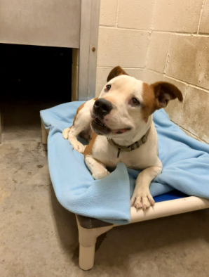 puppy on cot